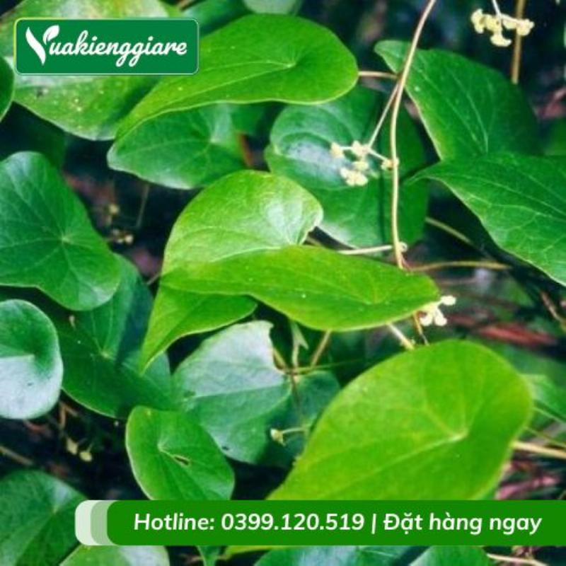 Người nông dân thu hoạch lá và thân cây thằn lằn tươi từ tự nhiên hoặc vườn trồng